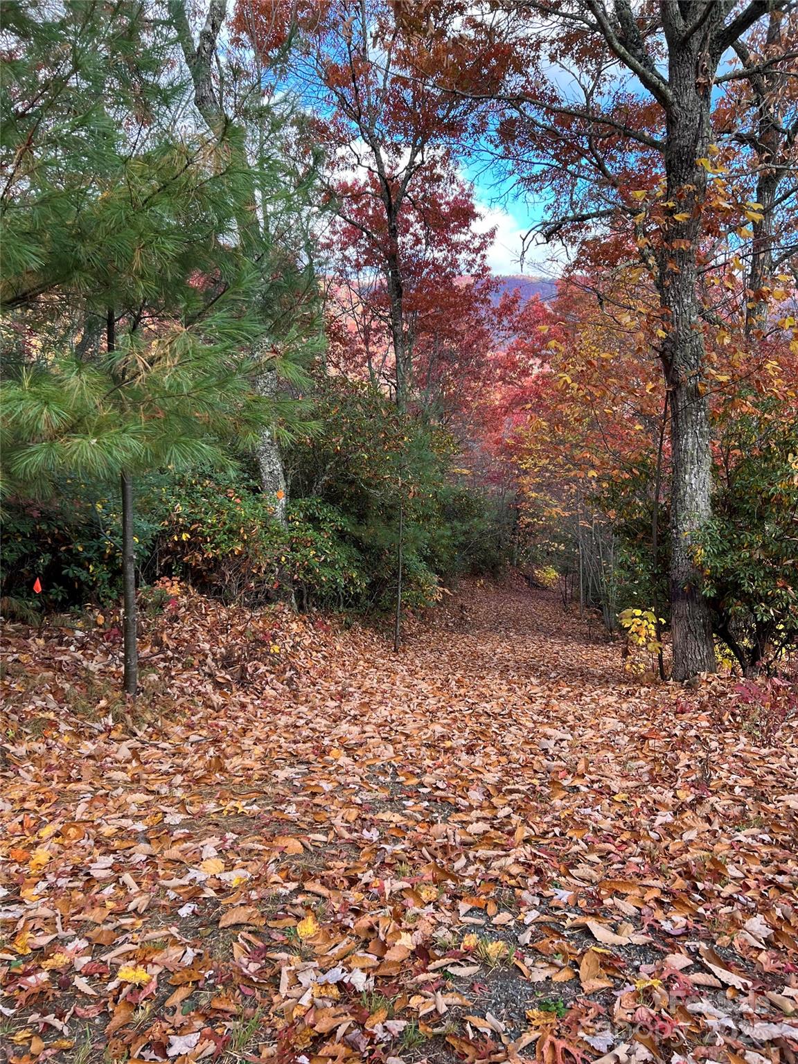 69-81 Winter Moon Ridge Sylva, NC 28779 - Photo 26 of 27 a backyard of a house with lots of green space
