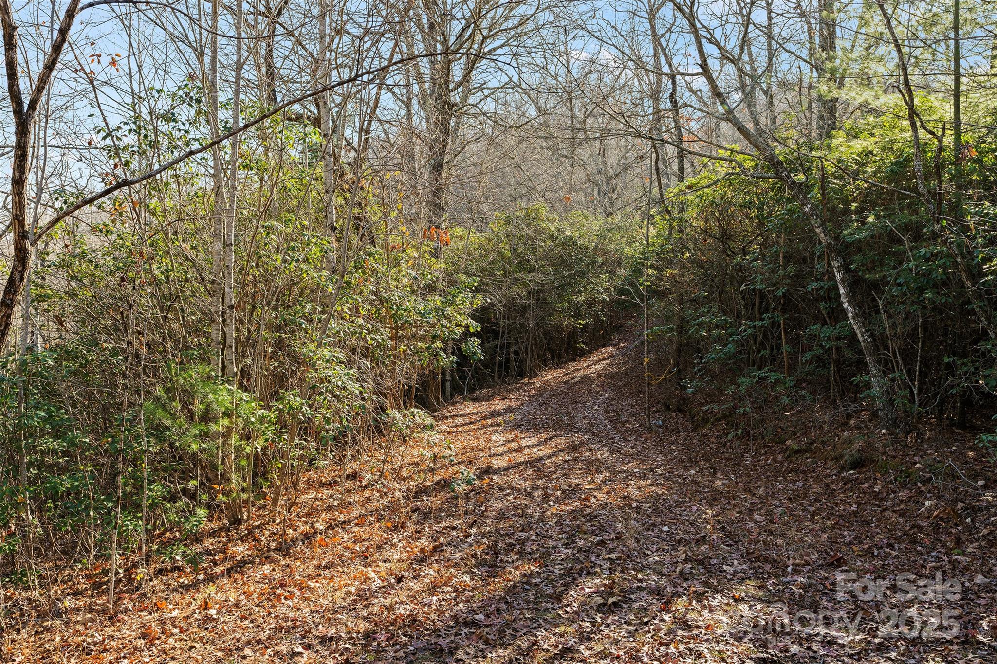 69-81 Winter Moon Ridge Sylva, NC 28779 - Photo 3 of 27 a view of a forest with trees in the background