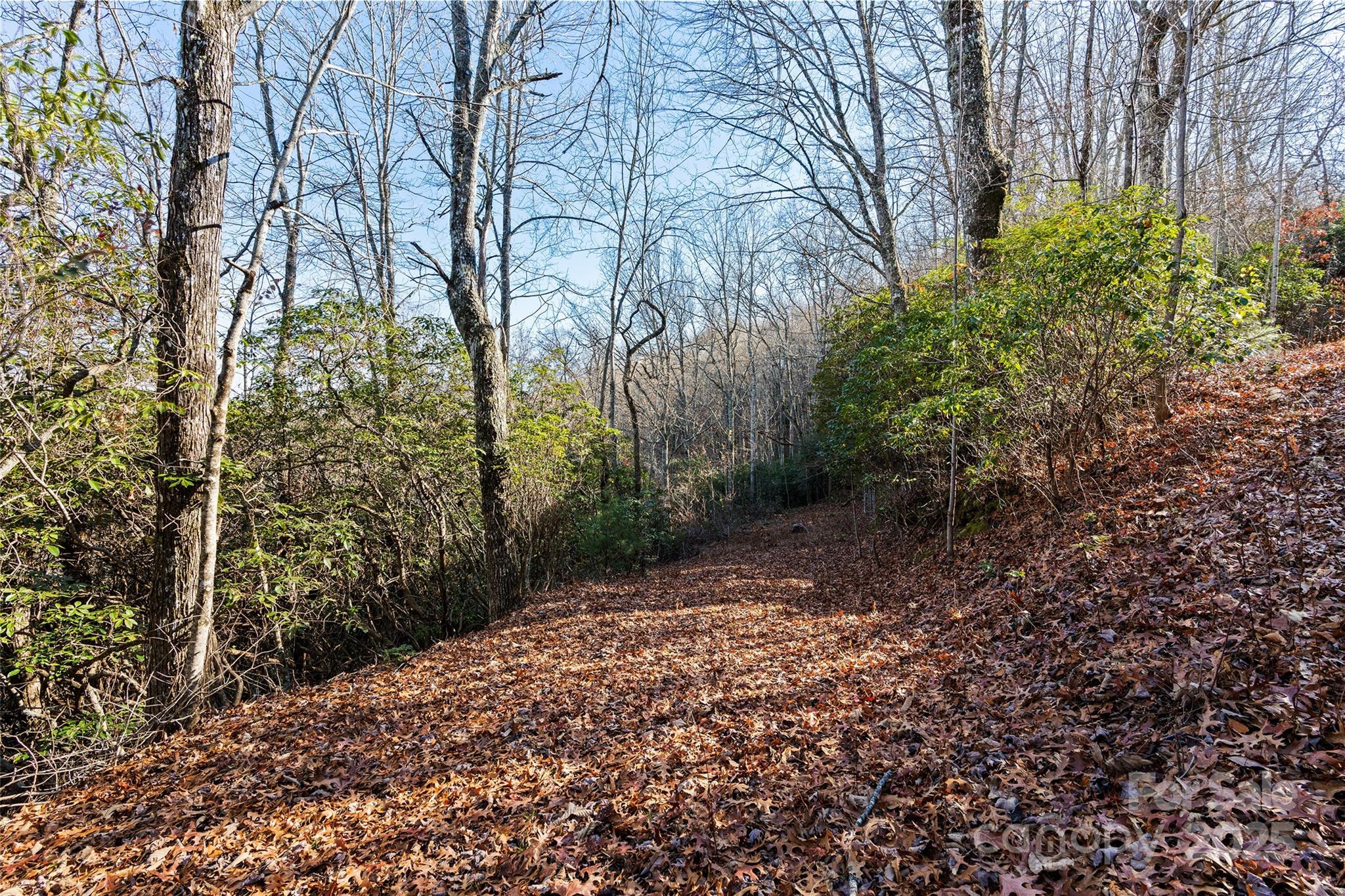 69-81 Winter Moon Ridge Sylva, NC 28779 - Photo 4 of 27 a view of a yard with plants and large trees