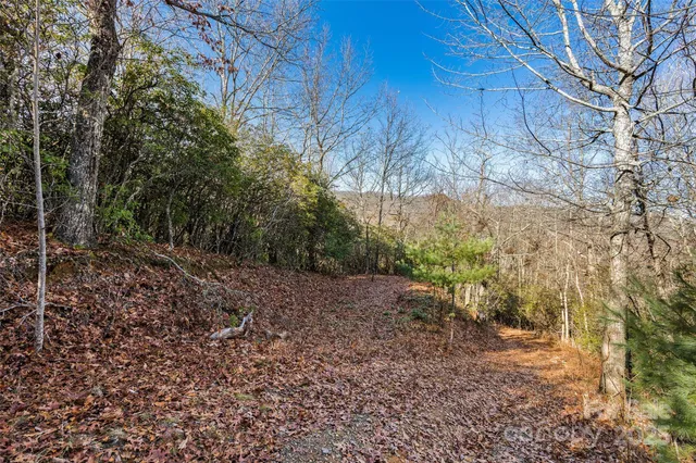 a view of a yard with plants and trees