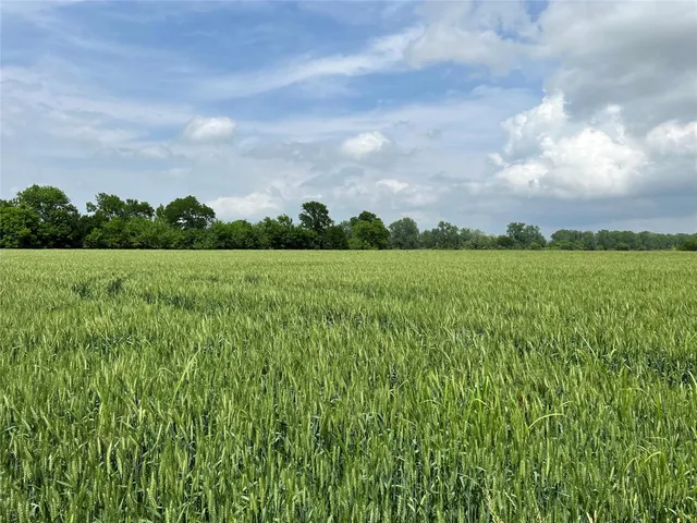 a view of a lush green space
