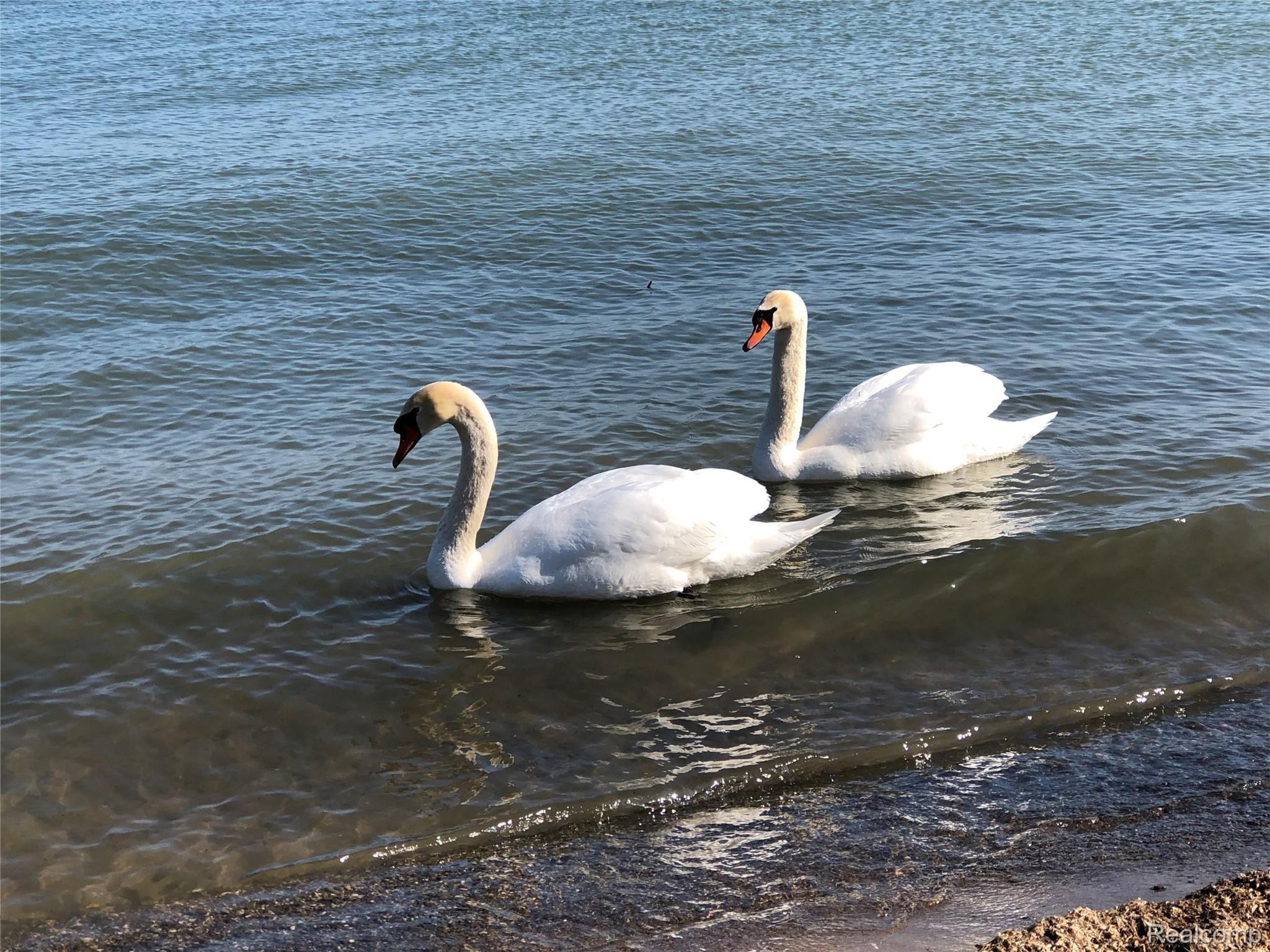 3325 Pointe Aux Barques Road Port Austin, MI 48467 - Photo 35 of 42 Swans Sm.JPG