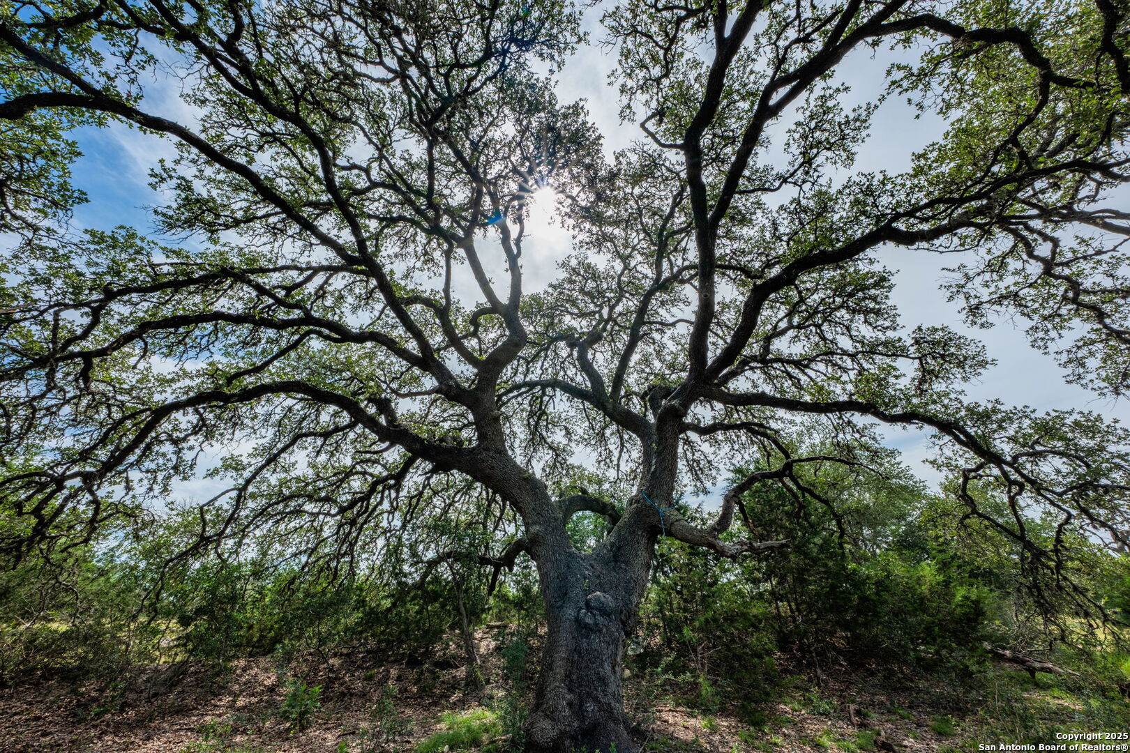 943 Stoneleigh Road Center Point, TX 78010 - Photo 28 of 36 a view of tree