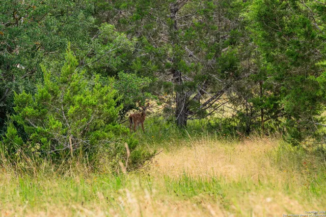 a view of a park with large trees