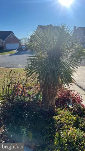 a view of a flower in a garden