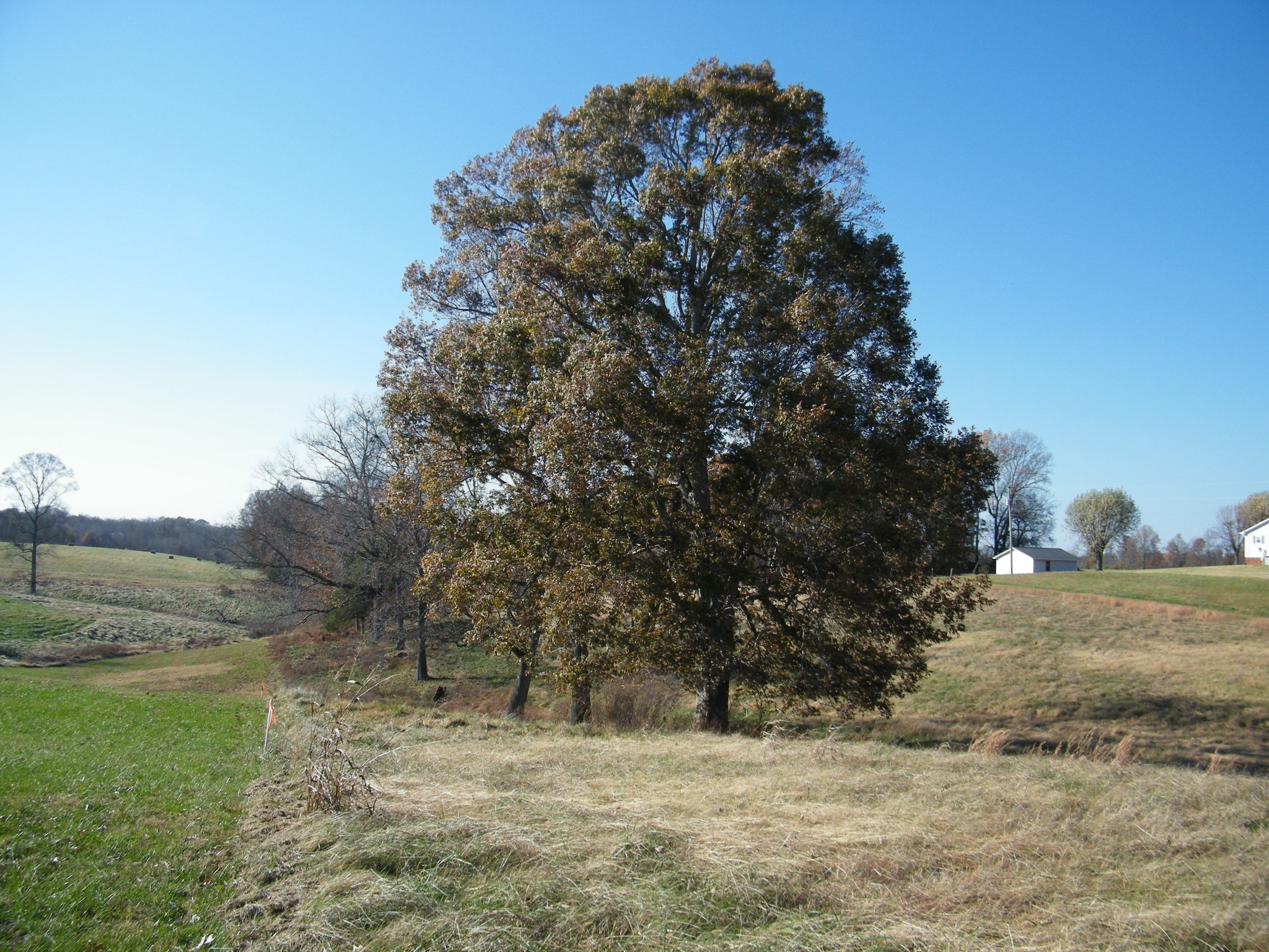 a view of a yard with a tree