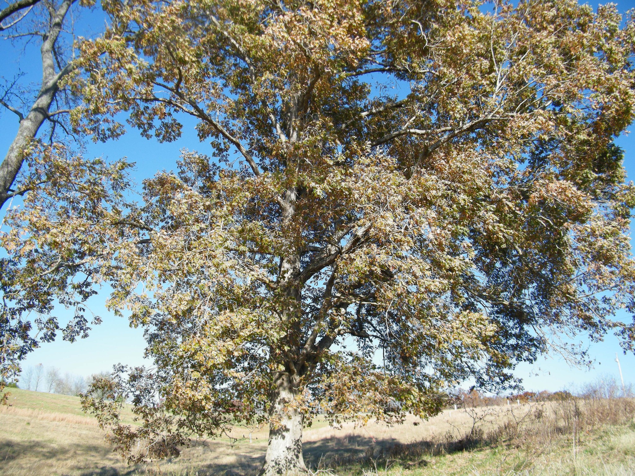 18 B Galen Road Lafayette, TN 37083 - Photo 13 of 14 a picture of tree