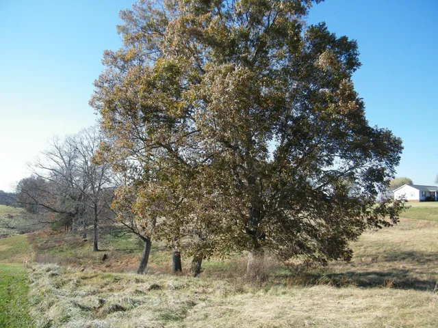 $55,000 | 18 B Galen Road, Lafayette, TN 37083