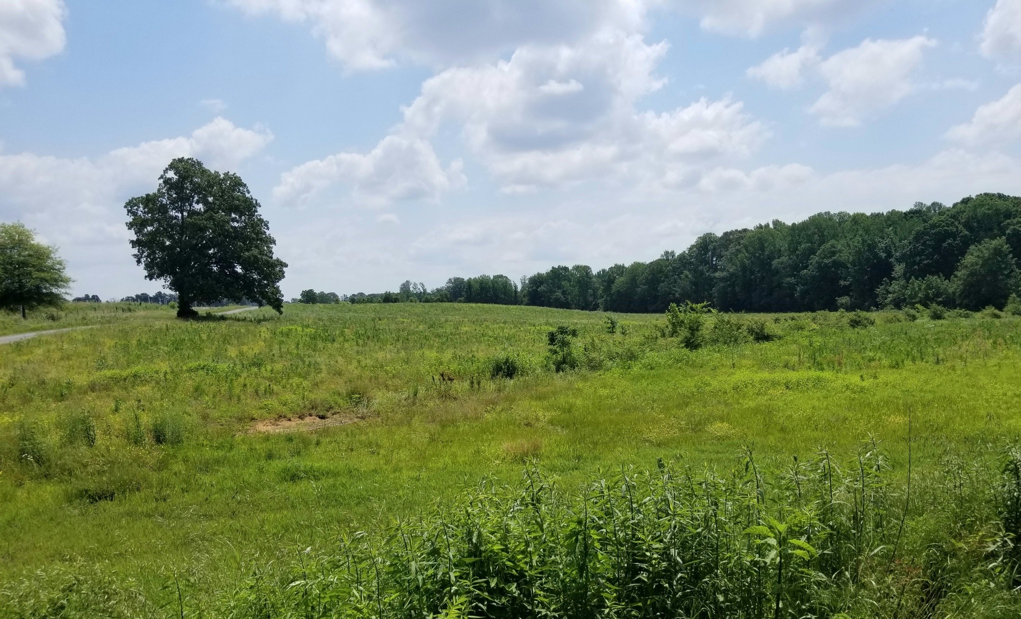 1 Banks Pisgah Road Smithville, TN 37166 - Photo 3 of 6 a view of a garden