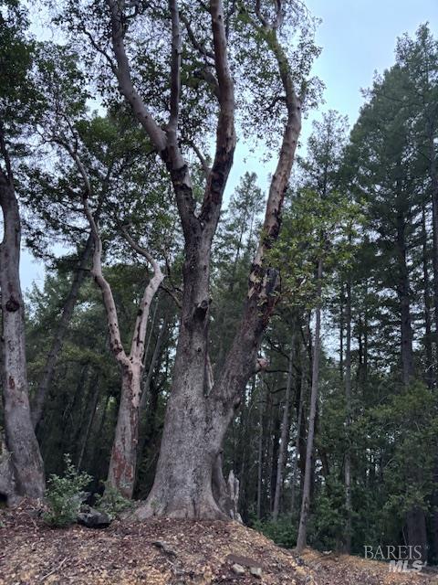 17707 Rockpile Road Geyserville, CA 95441 - Photo 11 of 22 a view of a tree in a yard