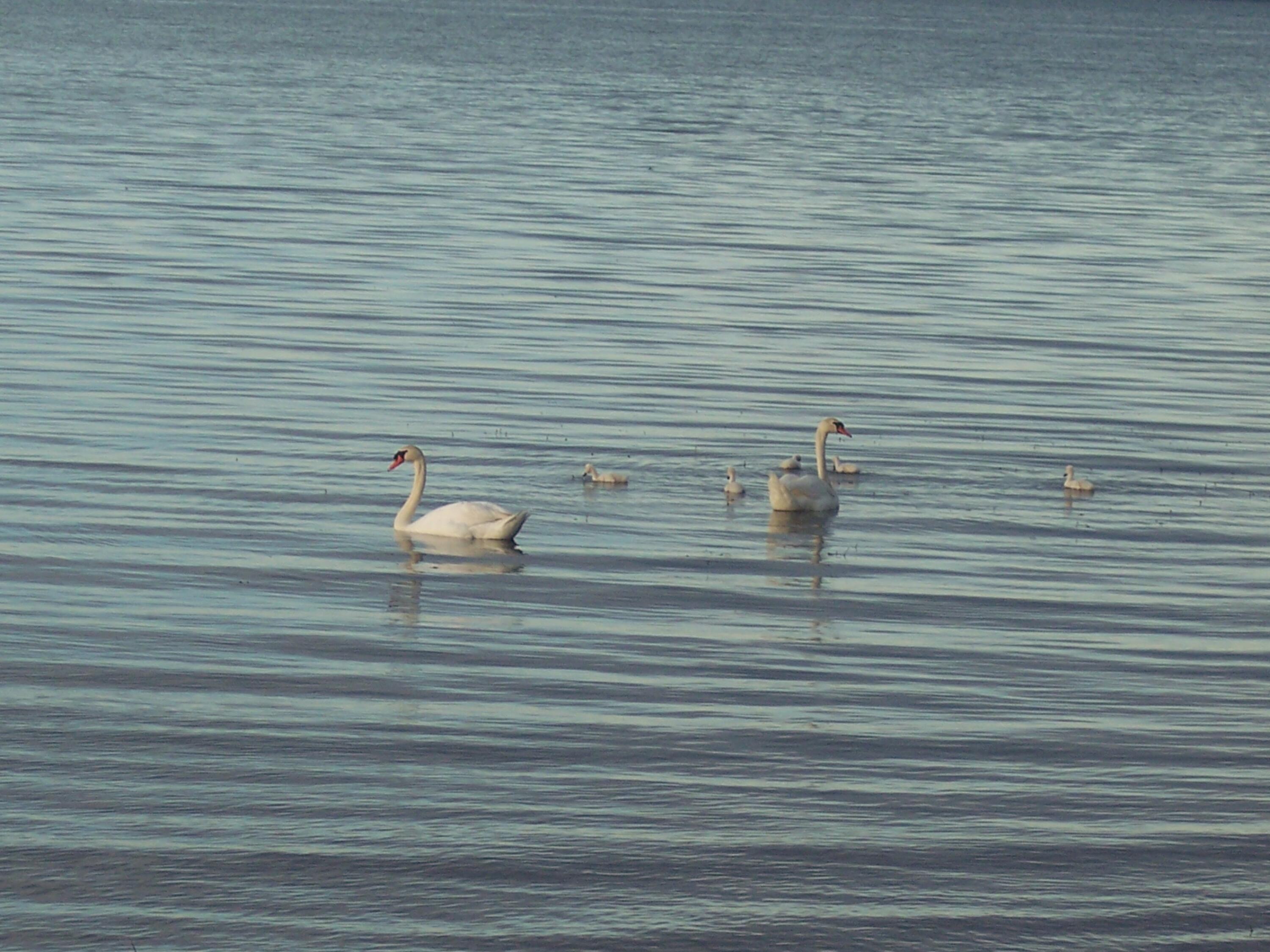 1205 Partridge Point Road North Alpena, MI 49707 - Photo 14 of 106 SWANS ENJOY THIS AREA TOO.