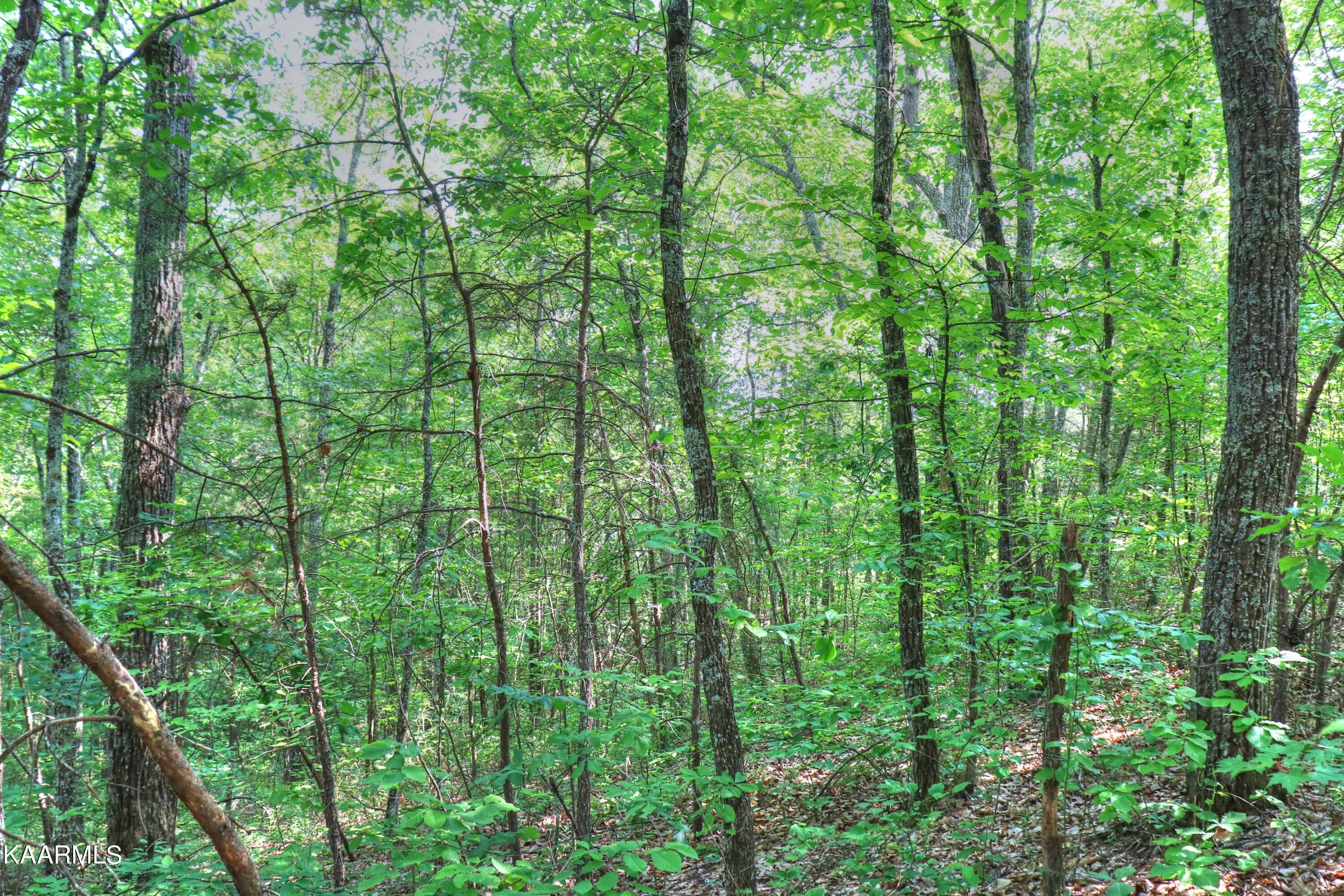 Lot 15 Stackstone Road Sevierville, TN 37862 - Photo 11 of 24 Remove trees to enhance your View