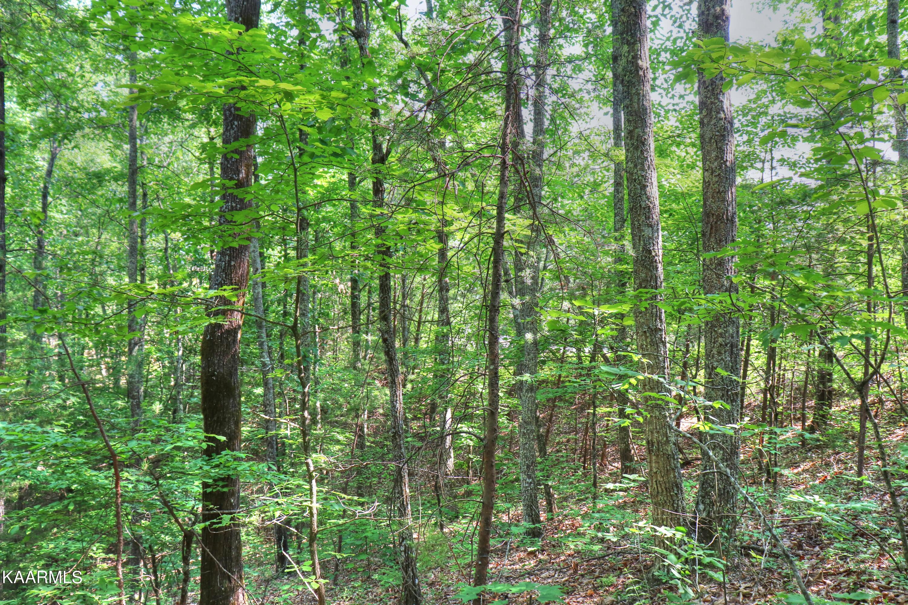 Lot 15 Stackstone Road Sevierville, TN 37862 - Photo 7 of 24 Rolling lot
