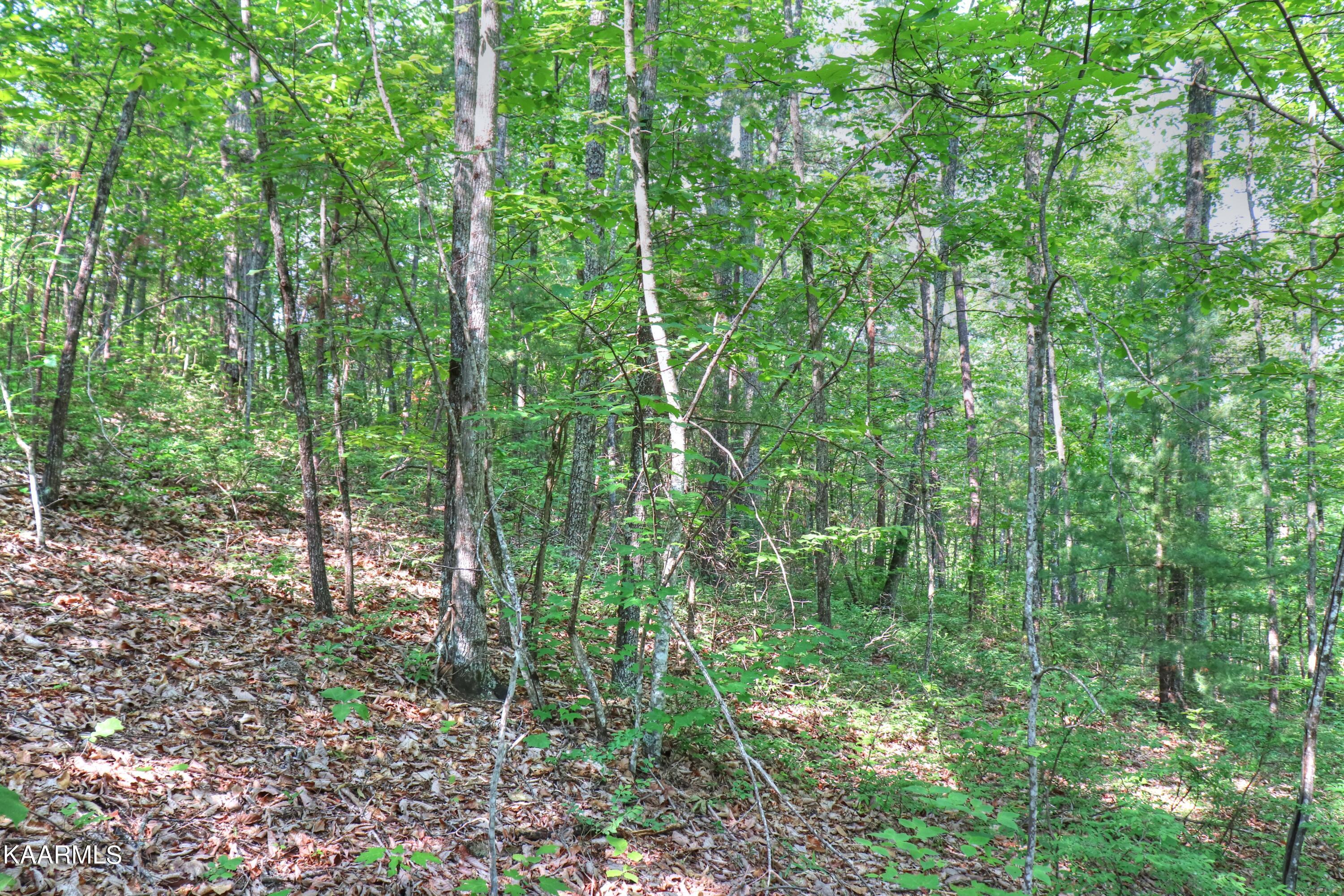 Lot 15 Stackstone Road Sevierville, TN 37862 - Photo 8 of 24 Lot 15-E Stackstone Rd