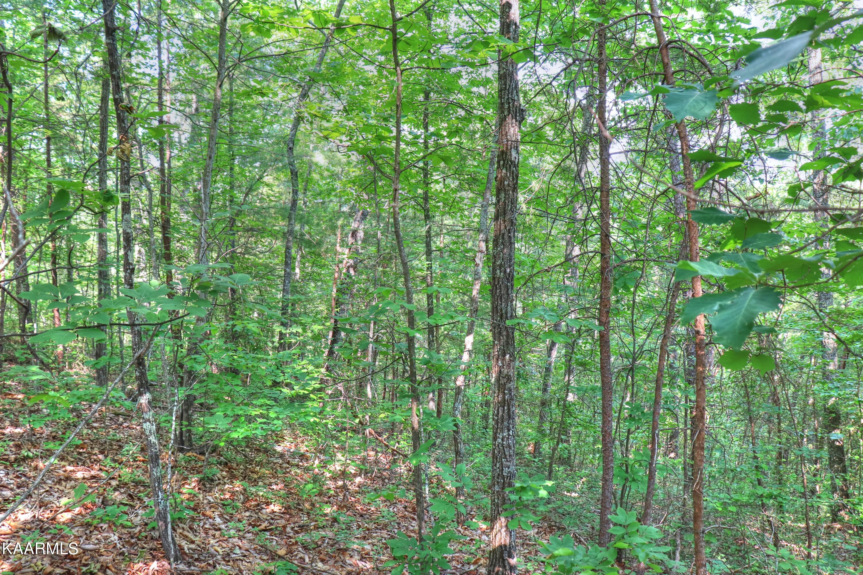 Lot 15 Stackstone Road Sevierville, TN 37862 - Photo 9 of 24 Lot 15-E Stackstone Rd