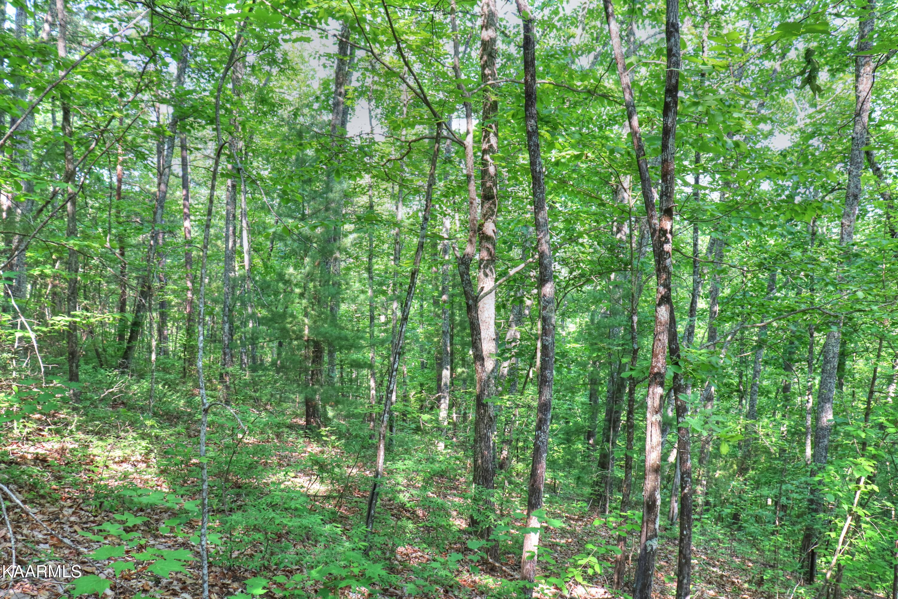 Lot 15 Stackstone Road Sevierville, TN 37862 - Photo 10 of 24 Several building sites