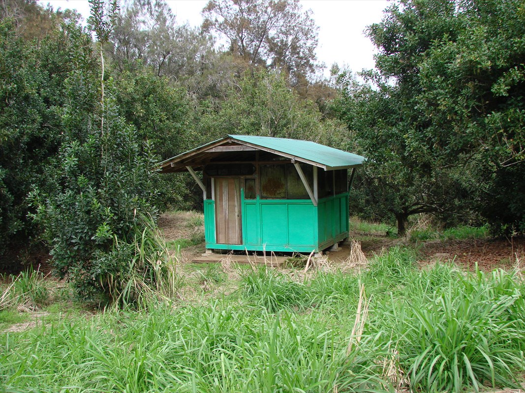 47-4630 Cane Haul Road Honokaa, HI 96727 - Photo 8 of 9 a view of backyard with a barn and large trees