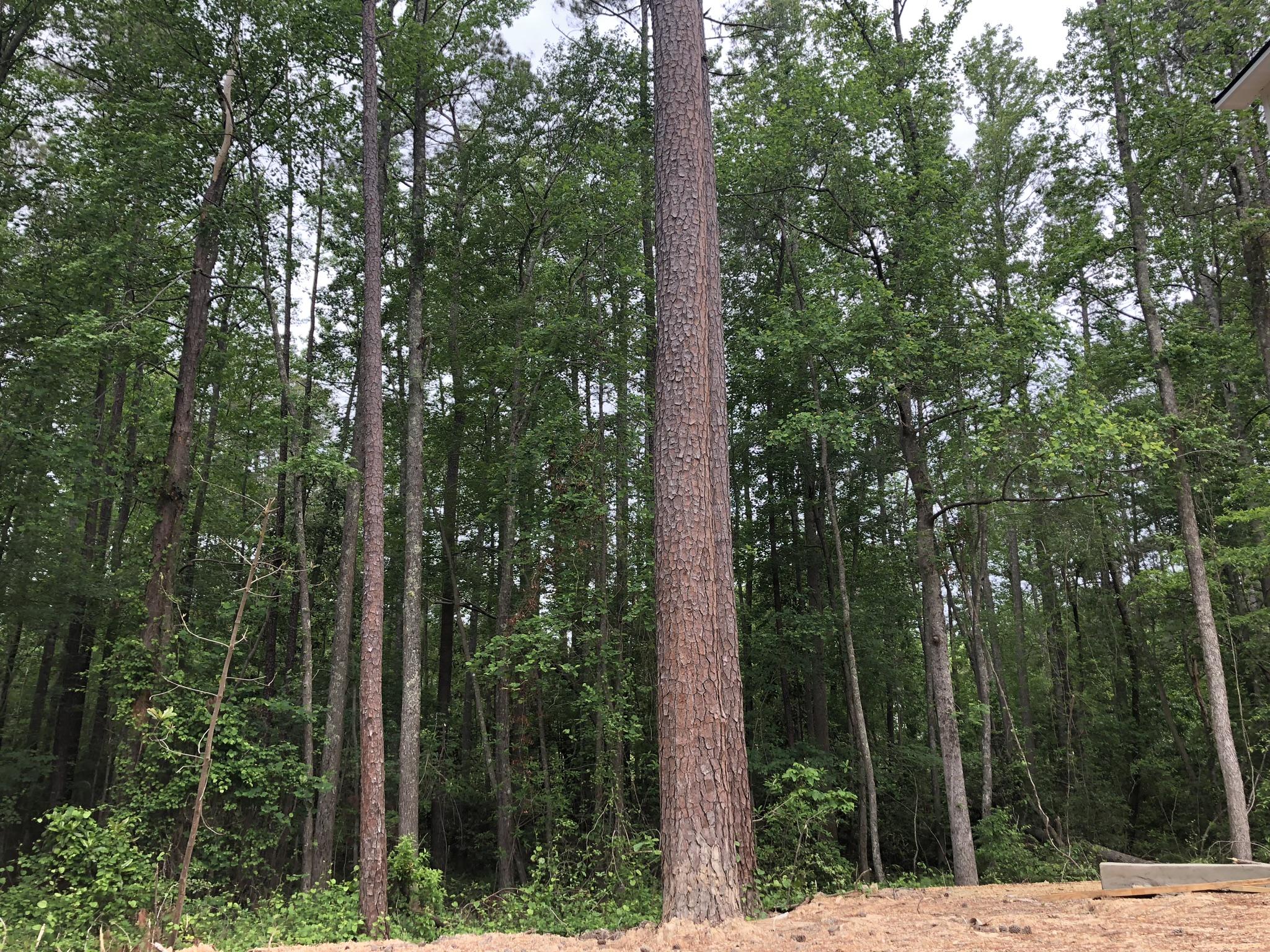 155 Hardee Branch Road West End, NC 27376 - Photo 21 of 25 Majestic pines and other mature trees create your own little forest to explore and enjoy