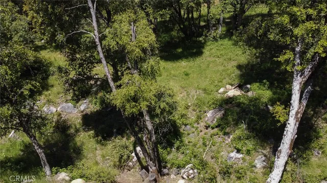 a view of a lush green forest