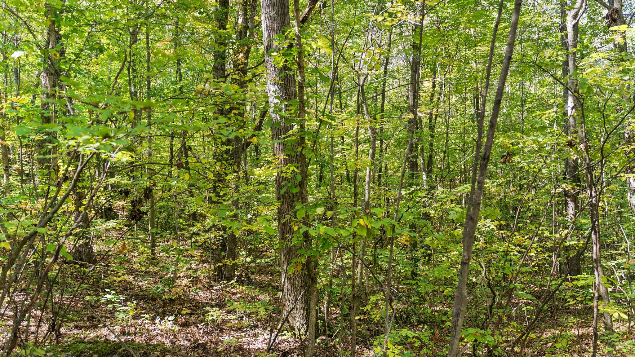 Taft Road Mecosta, MI 49332 - Photo 25 of 29 17-web-or-mls-DSC03153