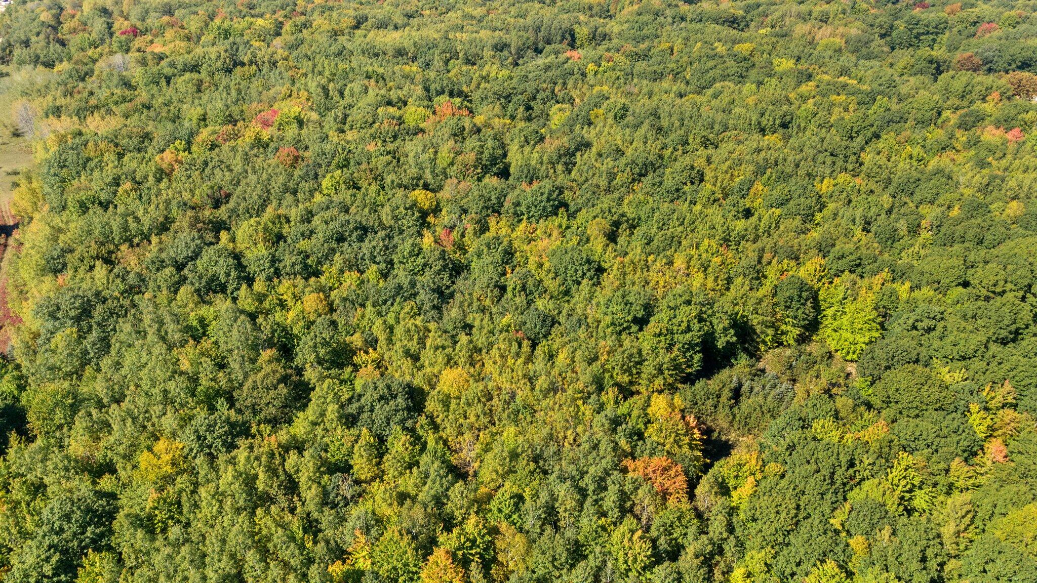 Taft Road Mecosta, MI 49332 - Photo 4 of 29 10-web-or-mls-DJI_0254