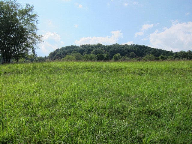 2025 Pete Lynch Road Secondcreek, WV 24974 - Photo 71 of 94 Upper field area.