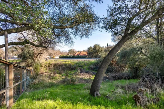a view of a garden with a tree