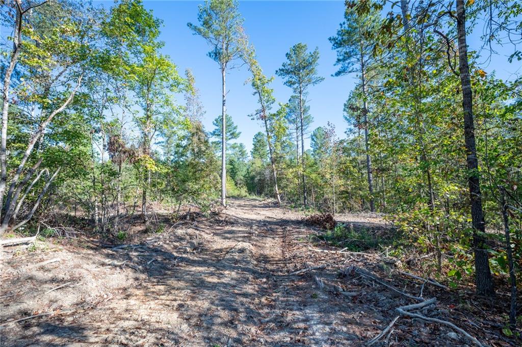 3863 Hwy 140 Ne Rydal Ga 30171 Northeast Rydal, GA 30171 - Photo 5 of 11 a view of a yard with plants and large trees