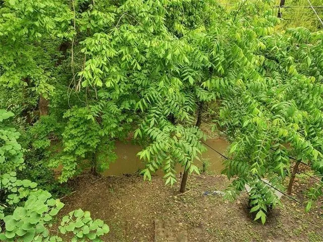 a backyard of a house with lots of green space