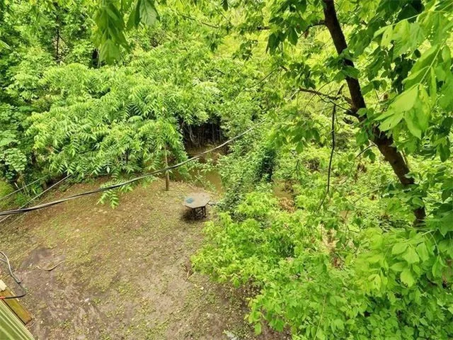 a view of a yard with plants and large trees