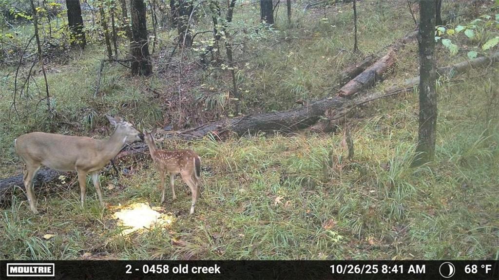 0 Union Church Road Meadville, MS 39653 - Photo 12 of 14