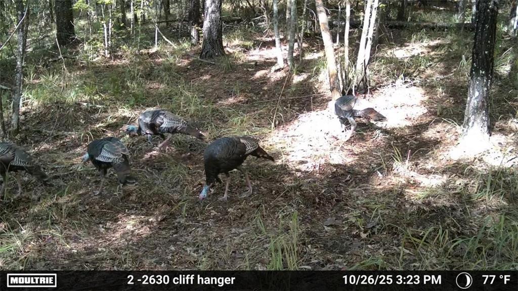 0 Union Church Road Meadville, MS 39653 - Photo 13 of 14