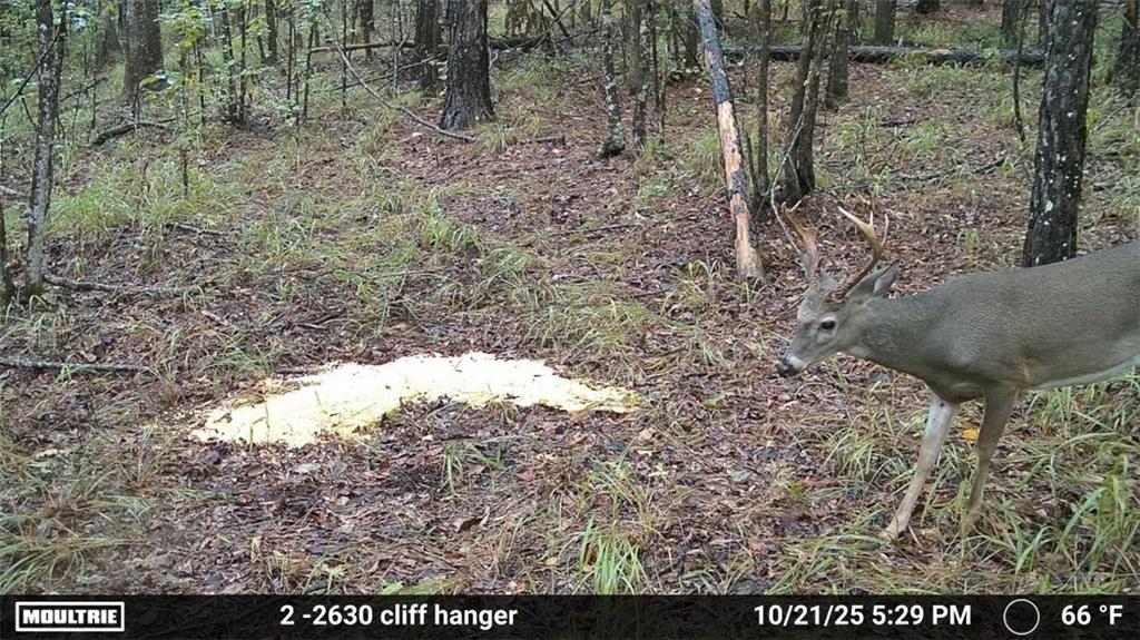 0 Union Church Road Meadville, MS 39653 - Photo 6 of 14