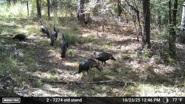 $400,000 | 0 Union Church Road, Meadville, MS 39653