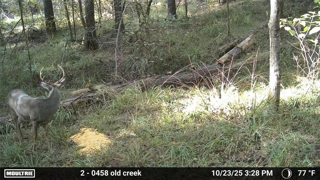 0 Union Church Road Meadville, MS 39653 - Photo 8 of 14