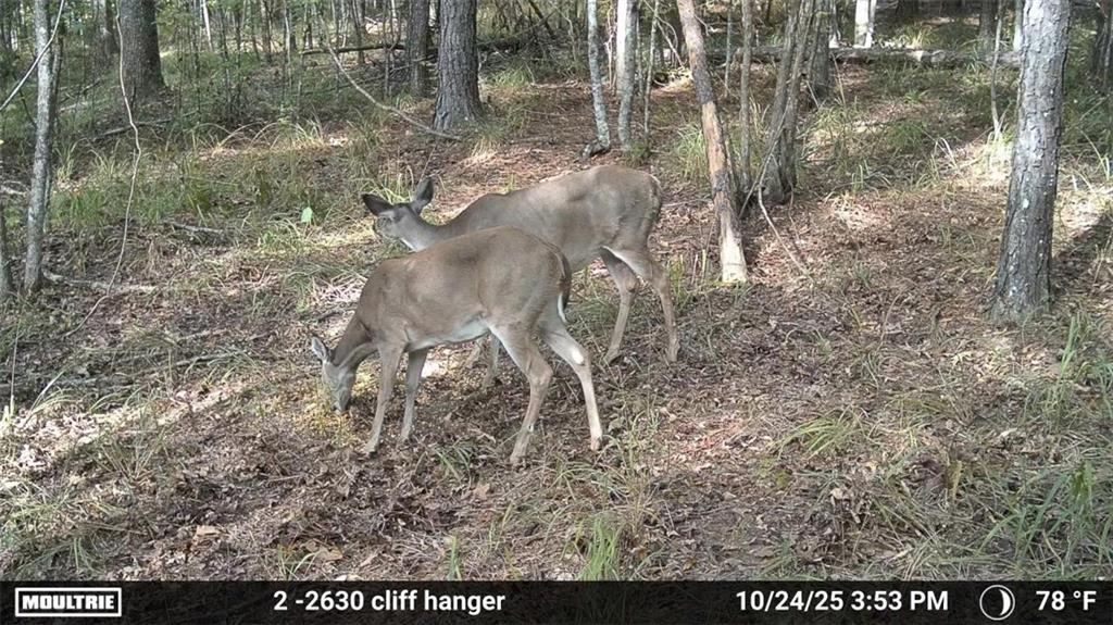 0 Union Church Road Meadville, MS 39653 - Photo 9 of 14