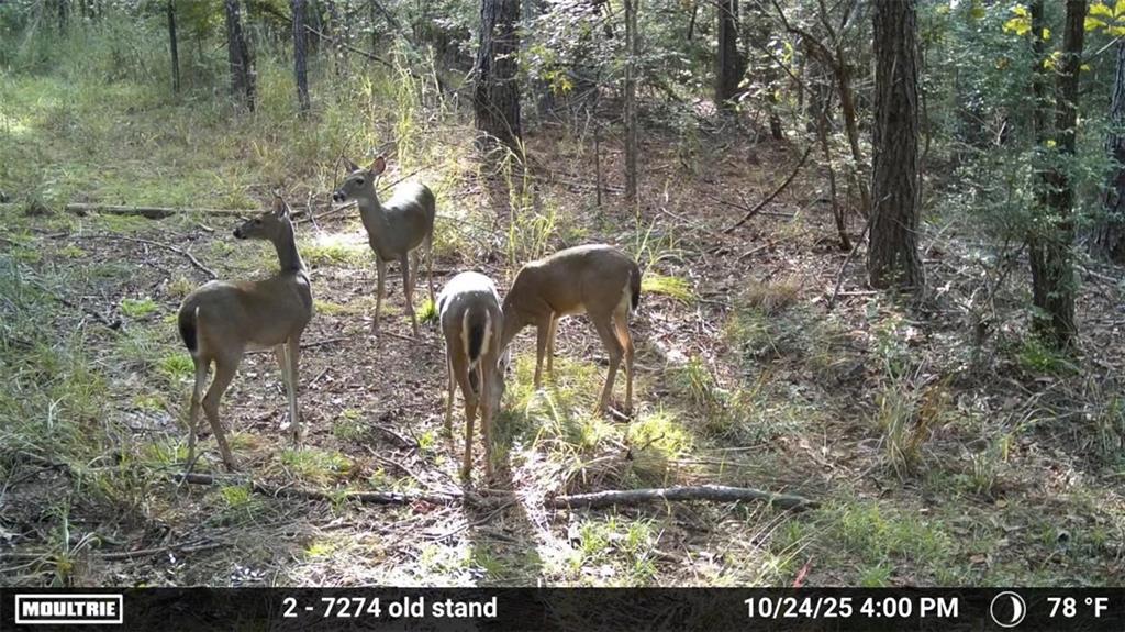 0 Union Church Road Meadville, MS 39653 - Photo 10 of 14