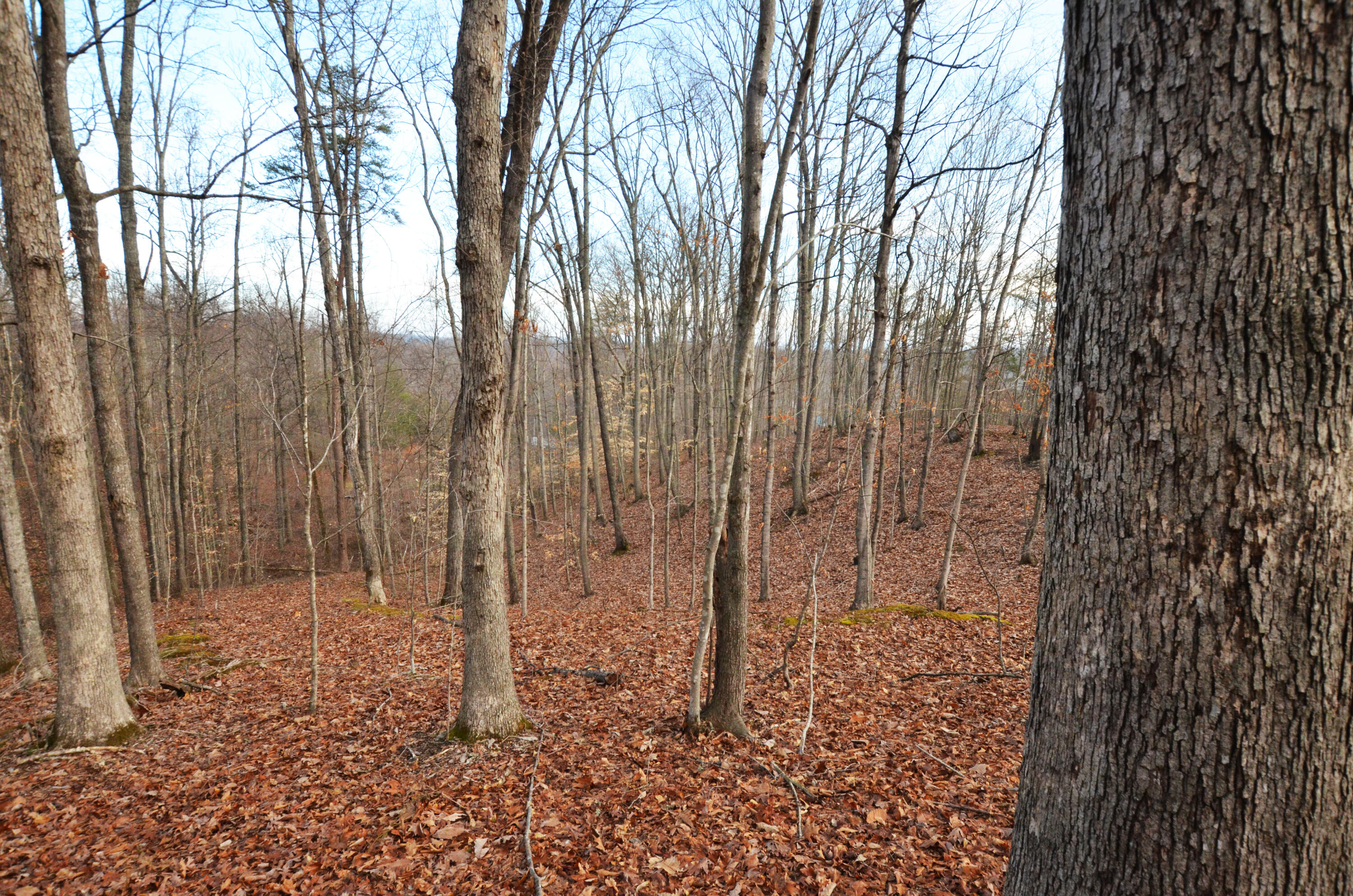 9999 Round Mountain Road Irvine, KY 40336 - Photo 7 of 9 Great spot for a hunting stand!