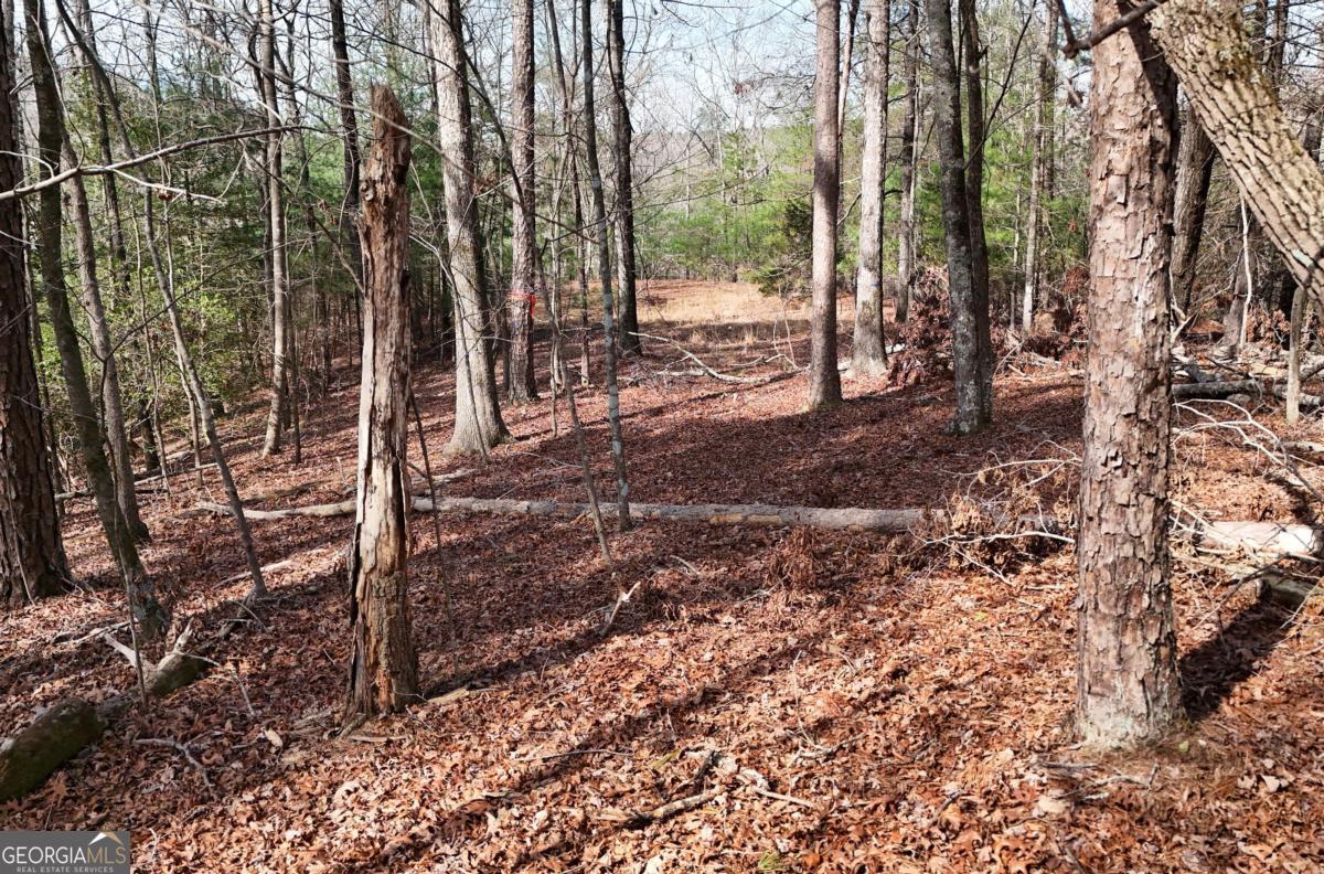 Lot #8 Casa Rio Drive, Unit 8 Cornelia, GA 30531 - Photo 13 of 46 a view of a forest filled with trees