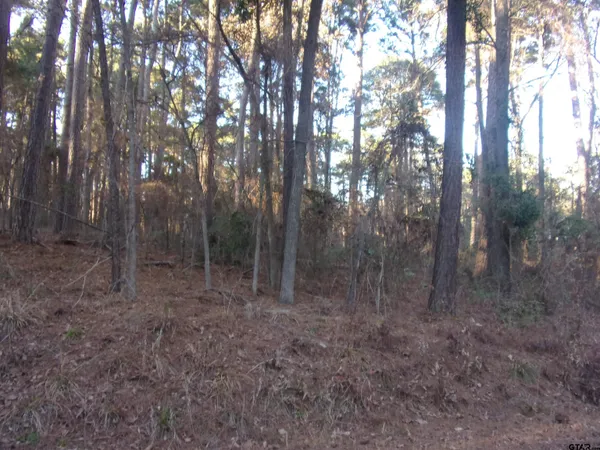 a view of a forest with trees in the background