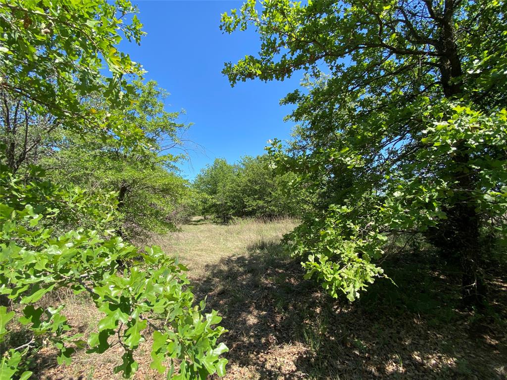 Tbd Miller Creek Lake Road Paradise, TX 76073 - Photo 6 of 19 a view of a tree with a flower in a garden