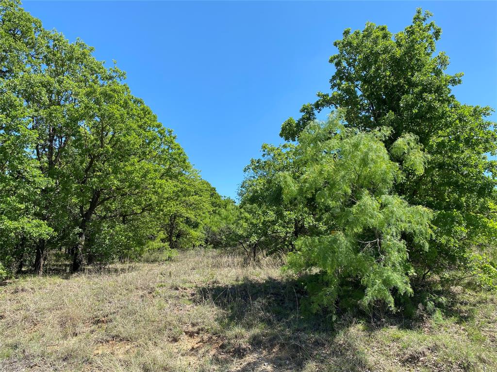 Tbd Miller Creek Lake Road Paradise, TX 76073 - Photo 9 of 19 a view of a yard with plants and trees