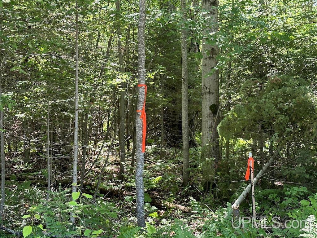 Parcel A Webb Road Grand Marais, MI 49839 - Photo 4 of 29
