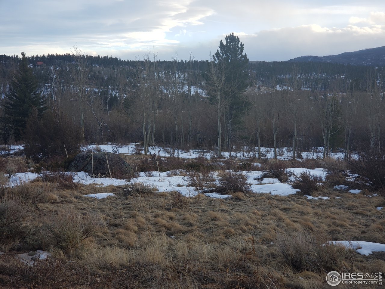 88 Cimarron Road Red Feather Lakes, CO 80545 - Photo 9 of 26 views of the tree line on the West side of property