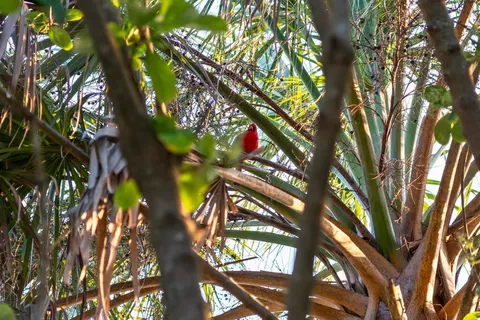 $5,650,000 | 278 Savelle Drive, Santa Rosa Beach, FL 32459