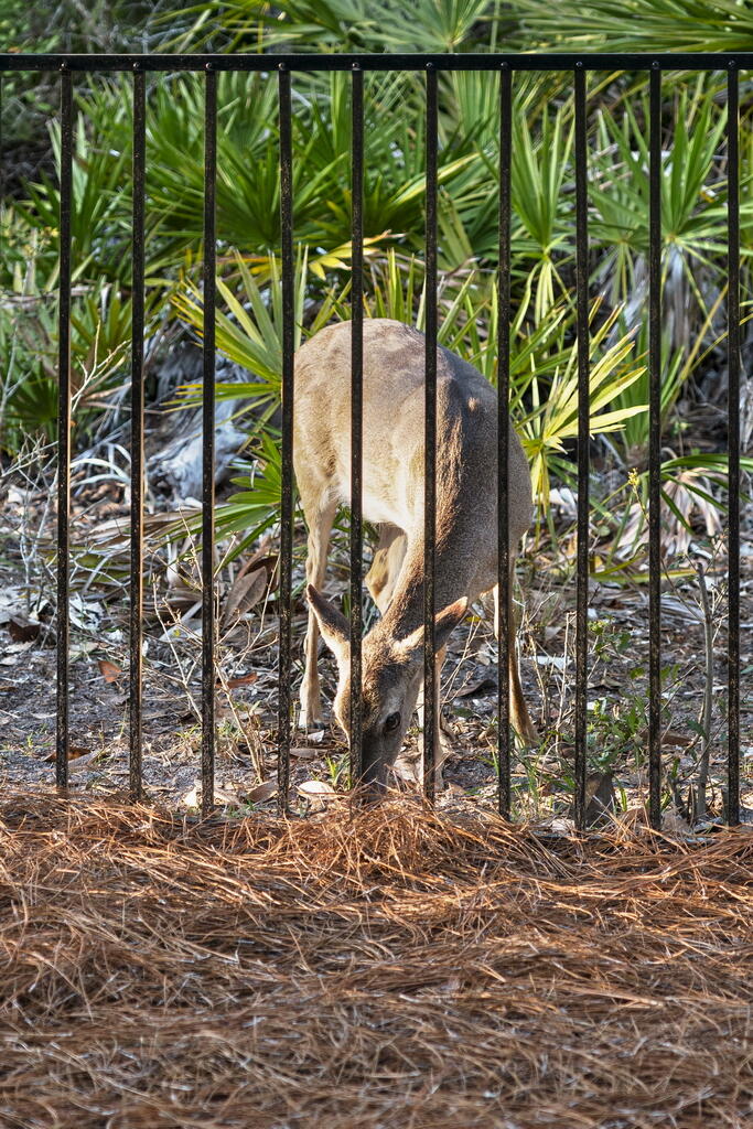 278 Savelle Drive Santa Rosa Beach, FL 32459 - Photo 27 of 157 102_1