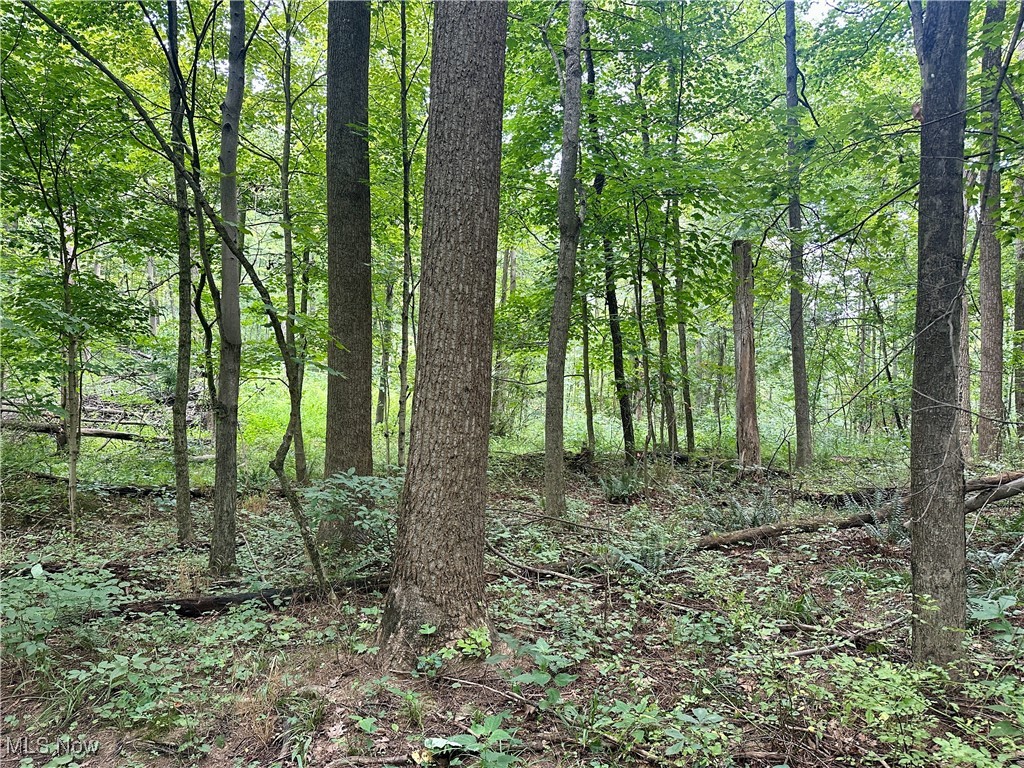 325 North Fork Road New Matamoras, OH 45767 - Photo 22 of 50 View of tree filled area