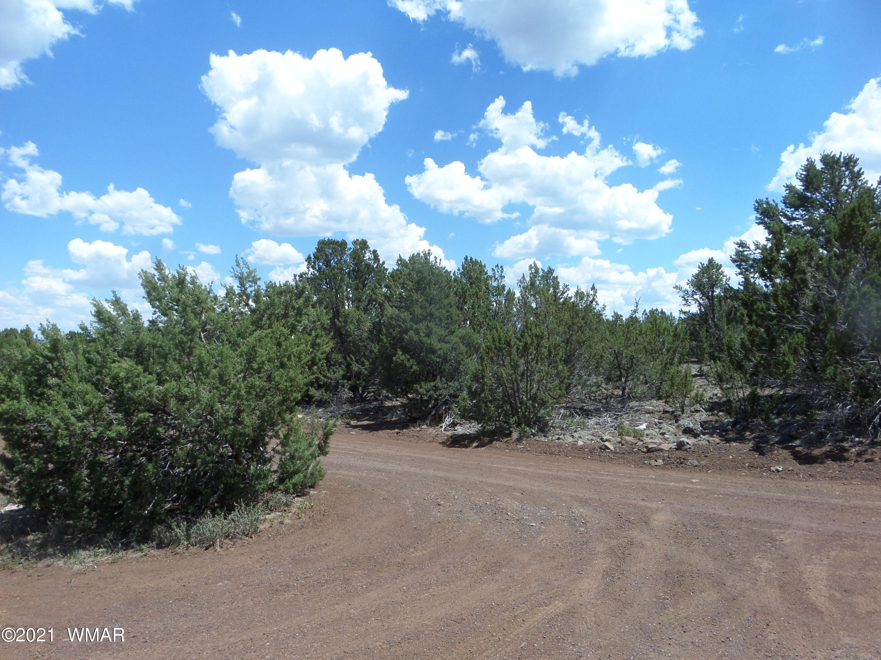 5 County Road Show Low, AZ 85901 - Photo 23 of 23 a view of a forest with trees in back