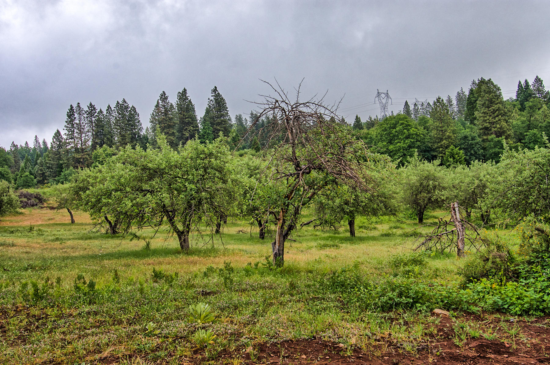 19650 Cove Road Montgomery Creek, CA 96065 - Photo 67 of 70 montgomery crk-168