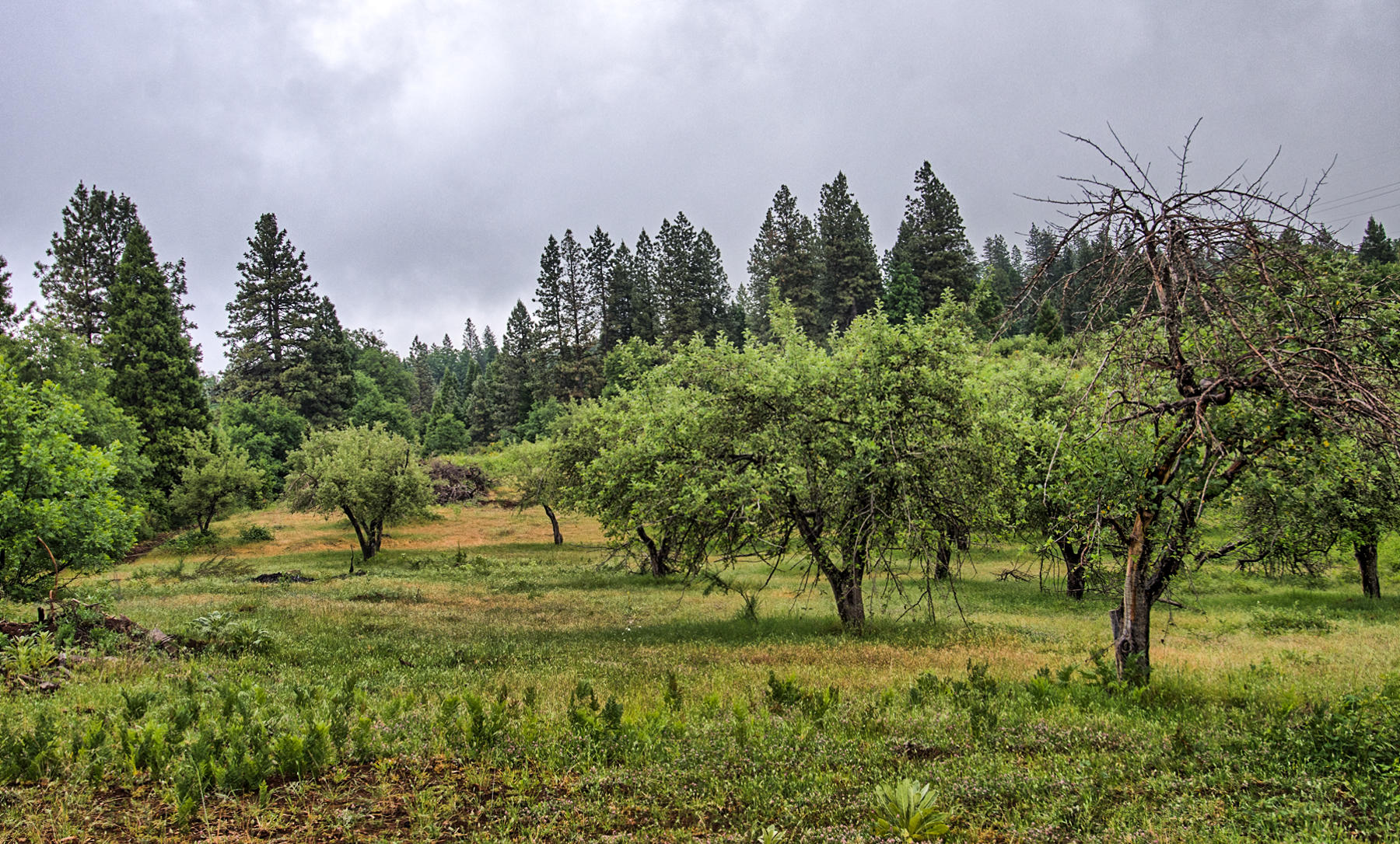 19650 Cove Road Montgomery Creek, CA 96065 - Photo 68 of 70 montgomery crk-169